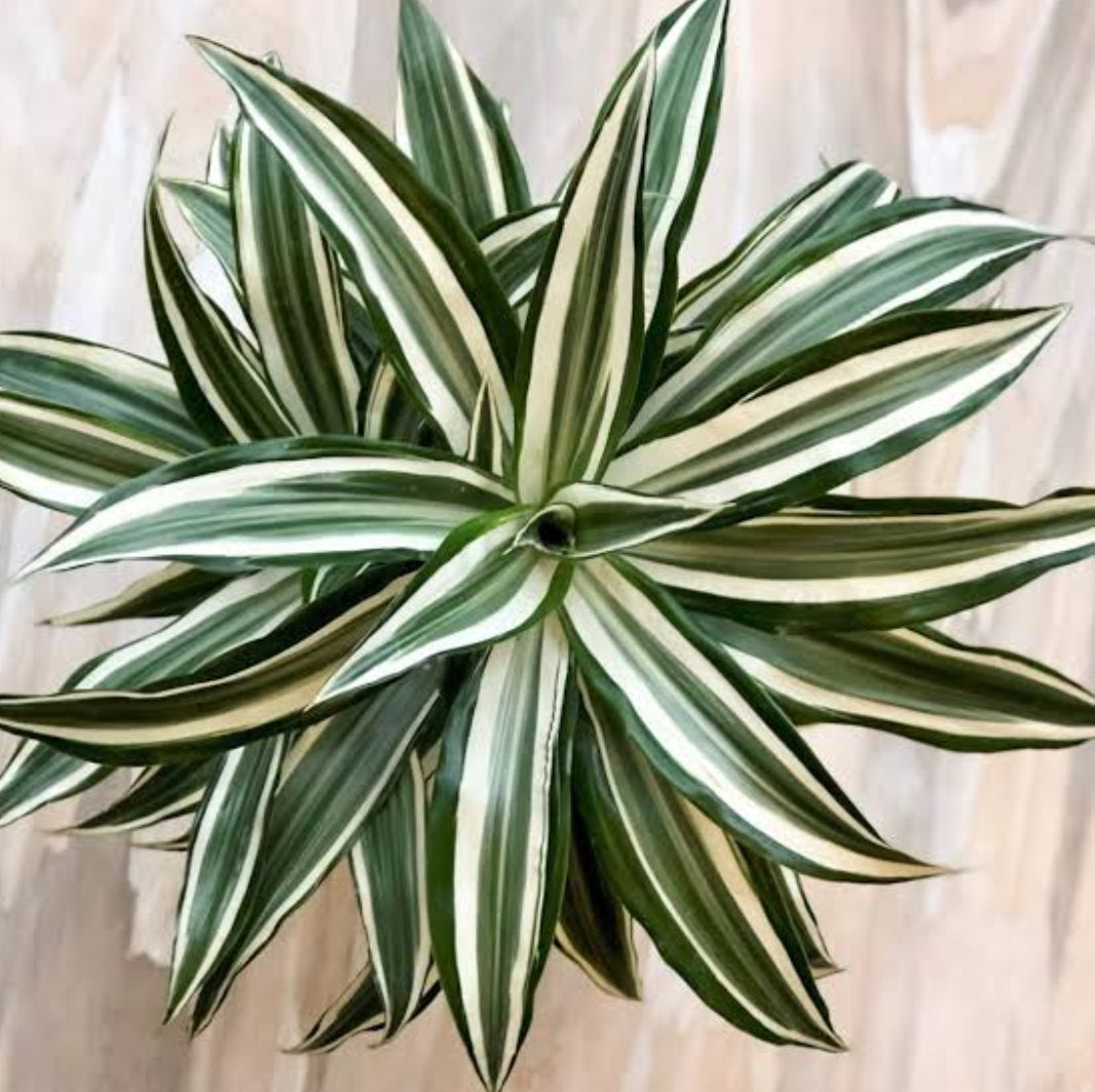 white bird dracaena Dracaena white Bird plant (Semishade plant) – ASHIYANA STORE