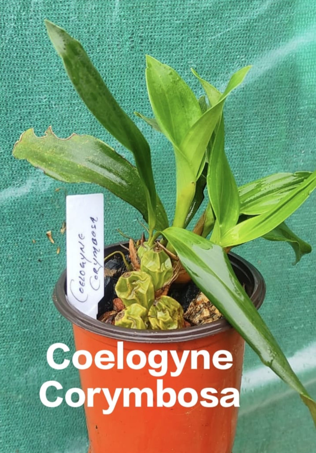 Coelogyne Corymbosa