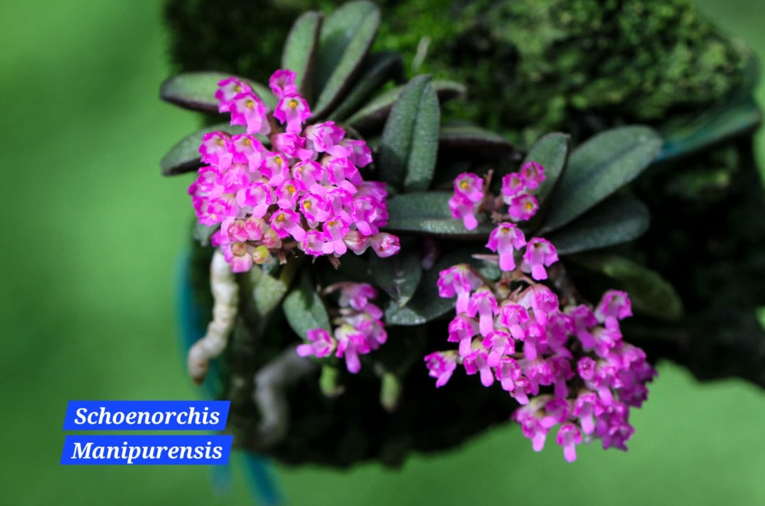 Schoenorchis Manipurensis miniature orchid
