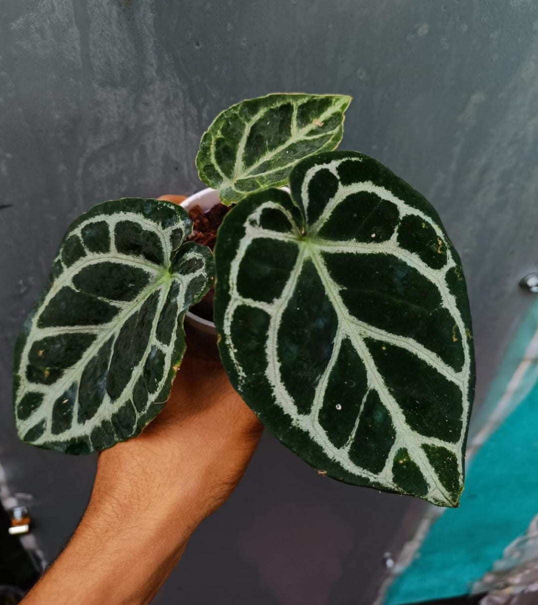 anthurium dorayaki for sale Anthurium Dorayaki Hybrid (Semishade) – ASHIYANA STORE