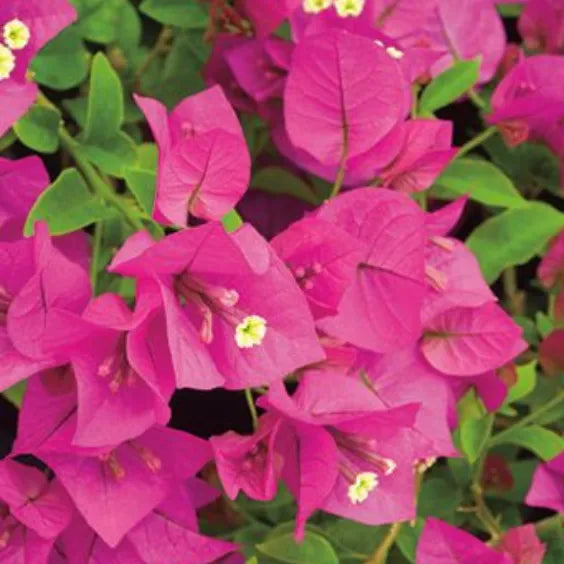 Bougainvillea Glabra Plant, Dark Pink with Green Leaves