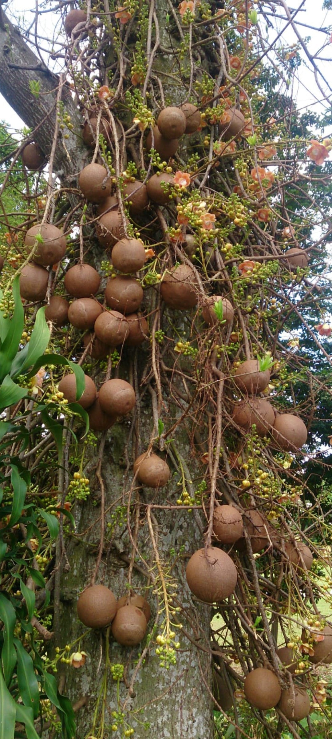 Cannon ball tree fruit plant