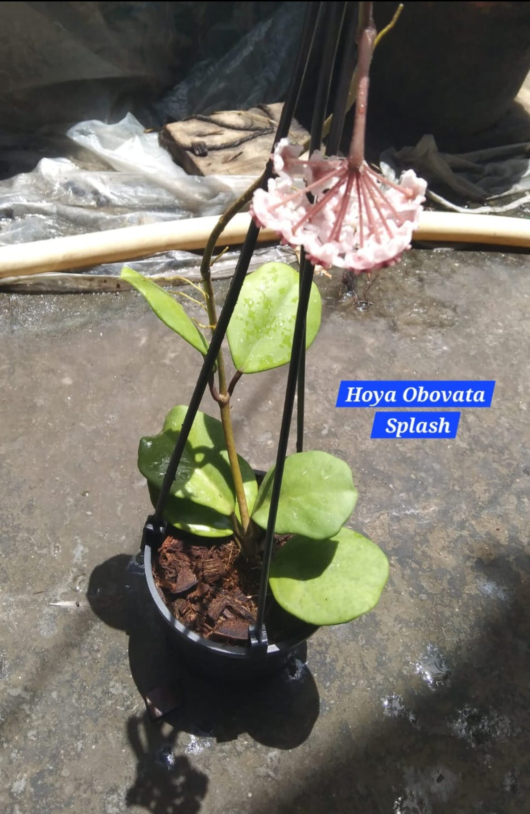 Hoya Obovata Splash