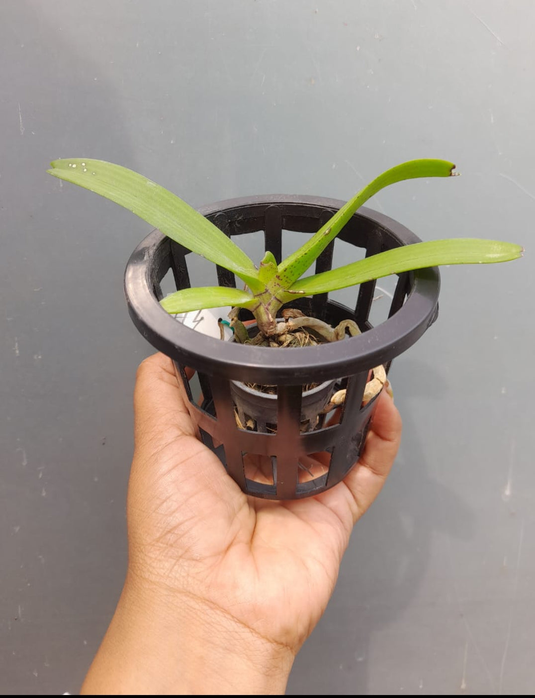 Rhynchostylis White pink Fragrance Orchid 4