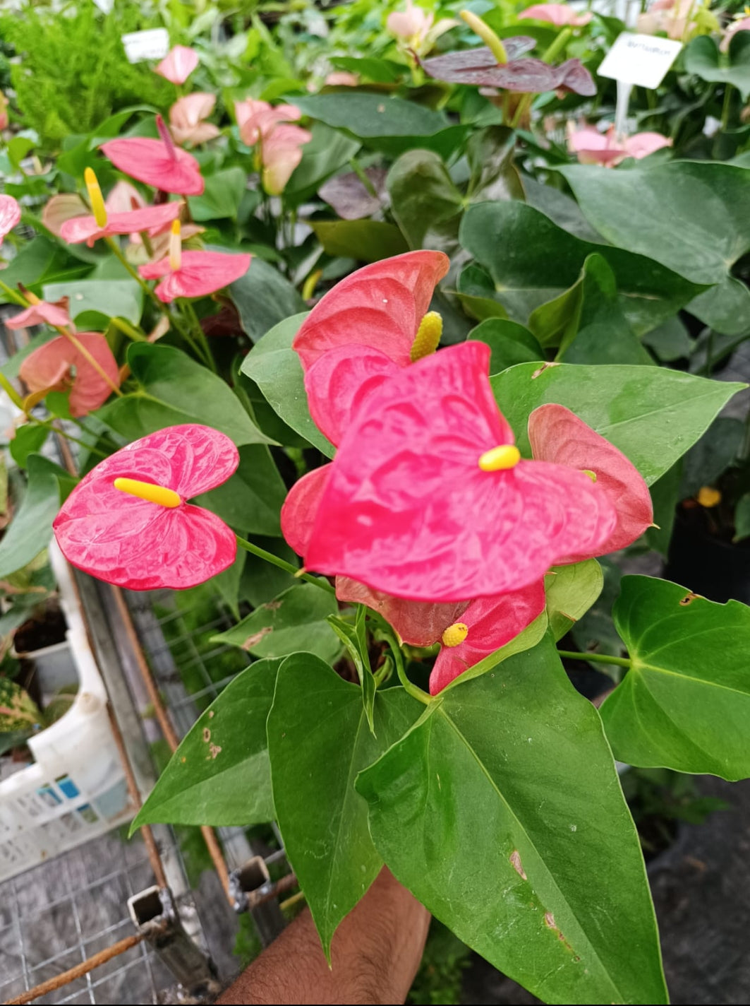 Anthurium red plant