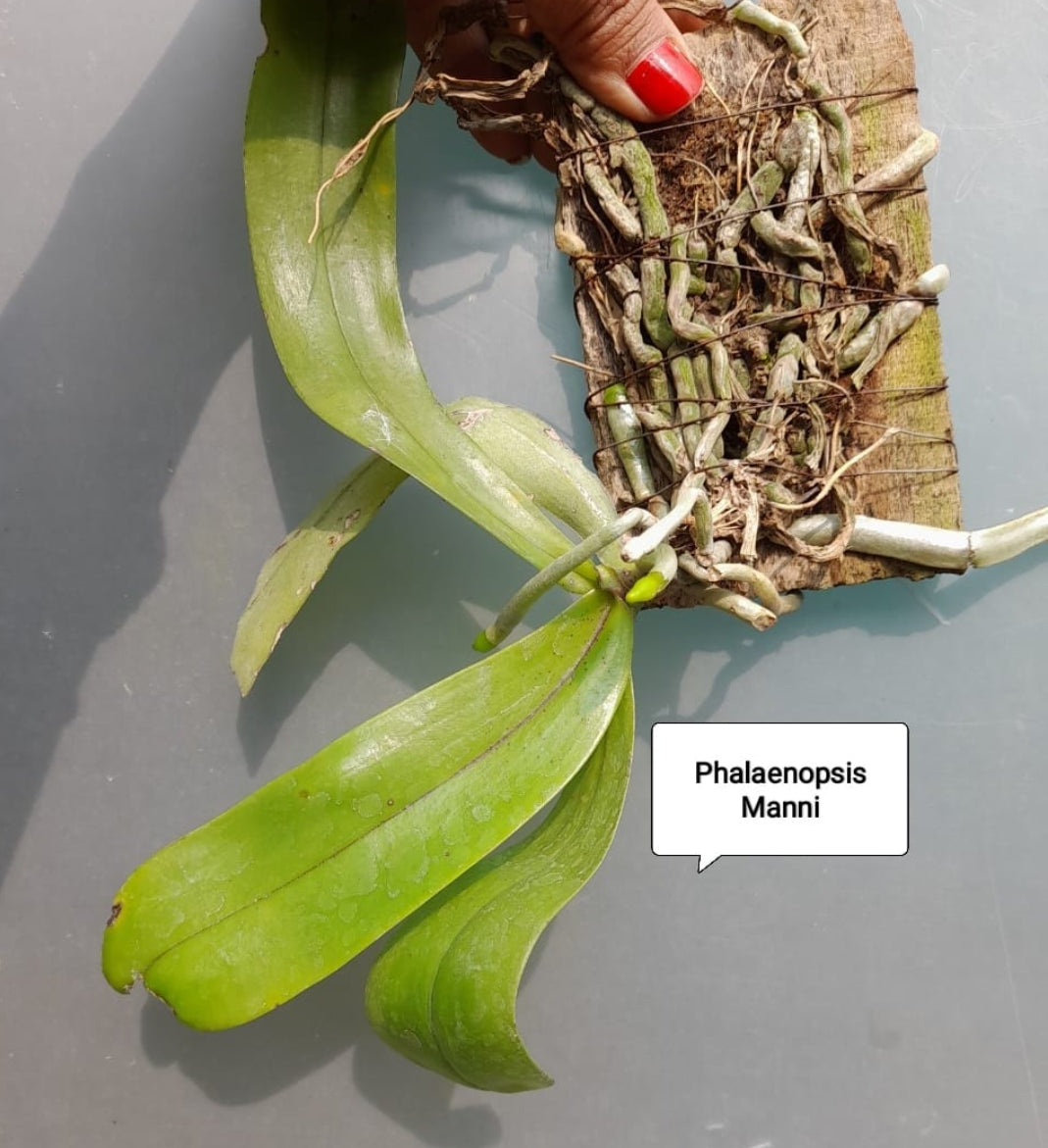 Phalaenopsis Mannii