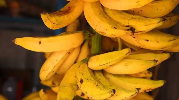 Changalikodan Nendran banana fruit plant|traditional banana varieties