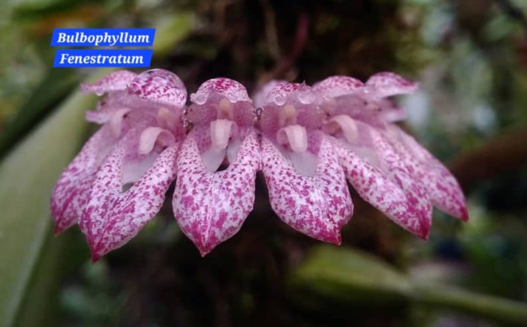 Bulbophyllum Fenestratum