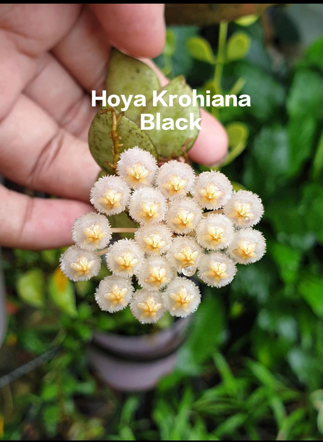 Hoya Krohniana Black