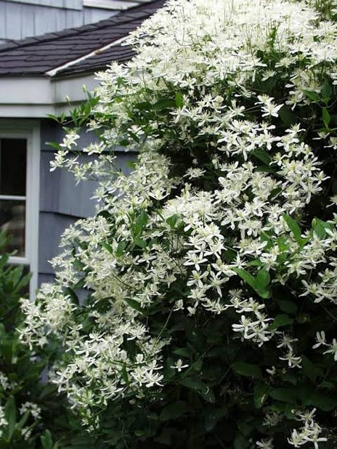 Bridal Bouquet Vine | White Flowering Creeper for Garden Walls