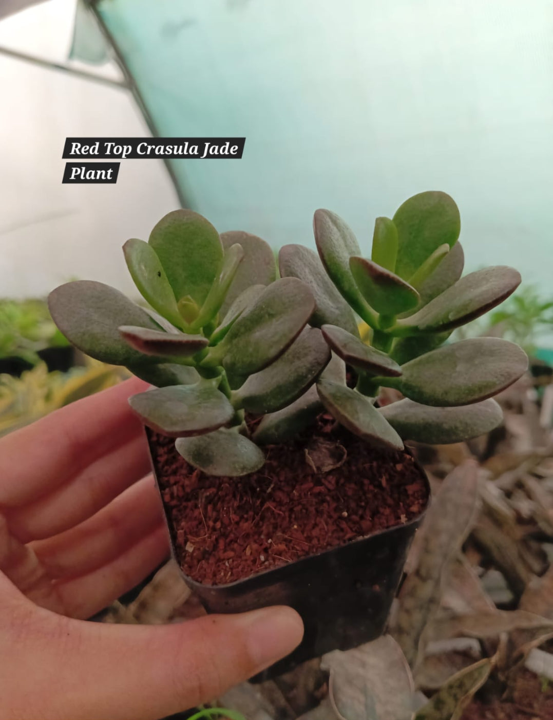 Trailing crassula Jade plant (Pack of 2)