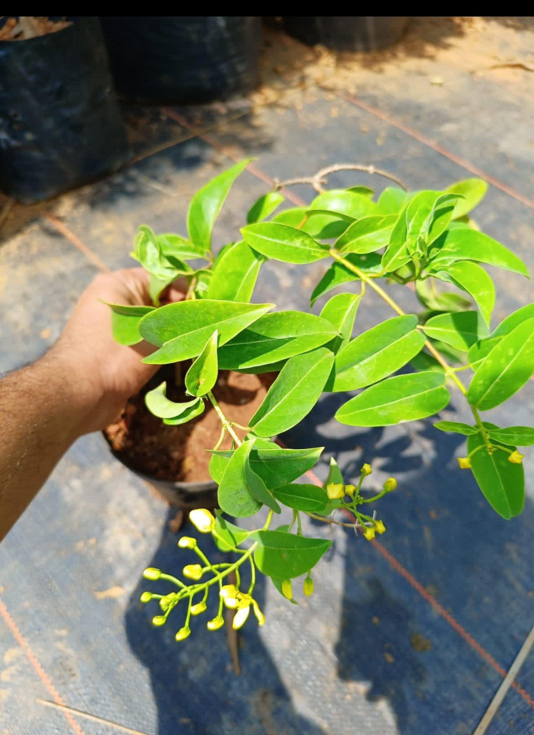 Bridal bouquet Yellow Plant