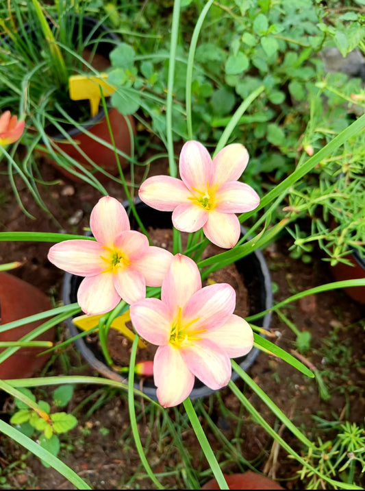 Eastern Peral Rain Lily bulb