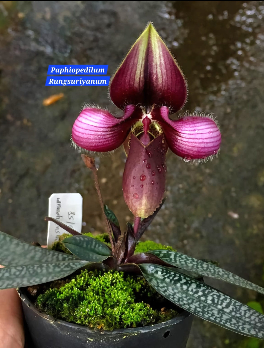 Paphiopedilum Rungsuriyanum blooming size (3 plant in a single pot)