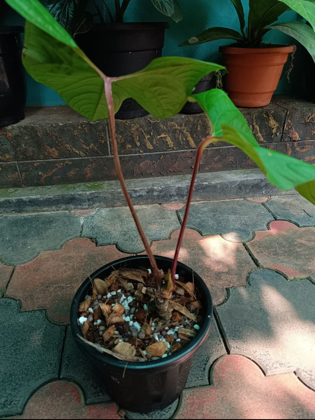 Anthurium Sagitatum Red Sinus (Semishade plant)