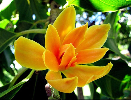 Chempakam Plant (Michelia Champaca) | Golden Champa Fragrant Flower Tree