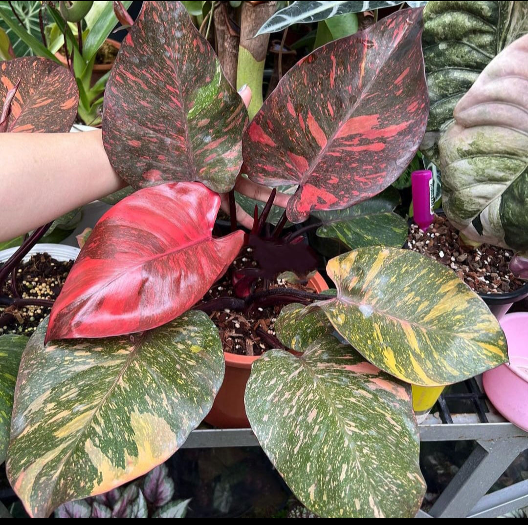 orange princess philodendron Philodendron Orange Princess Plant (Semishade) – ASHIYANA STORE