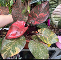 Philodendron Orange Princess Plant (Semishade)