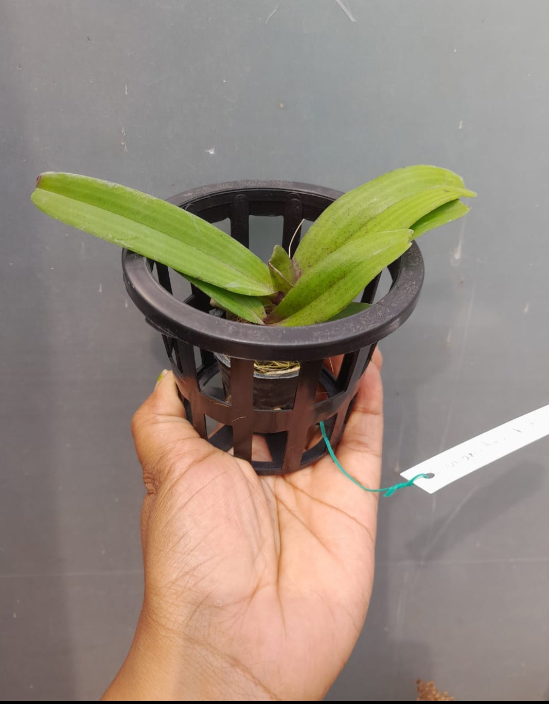 Rhynchostylis Red fragrance orchid 5