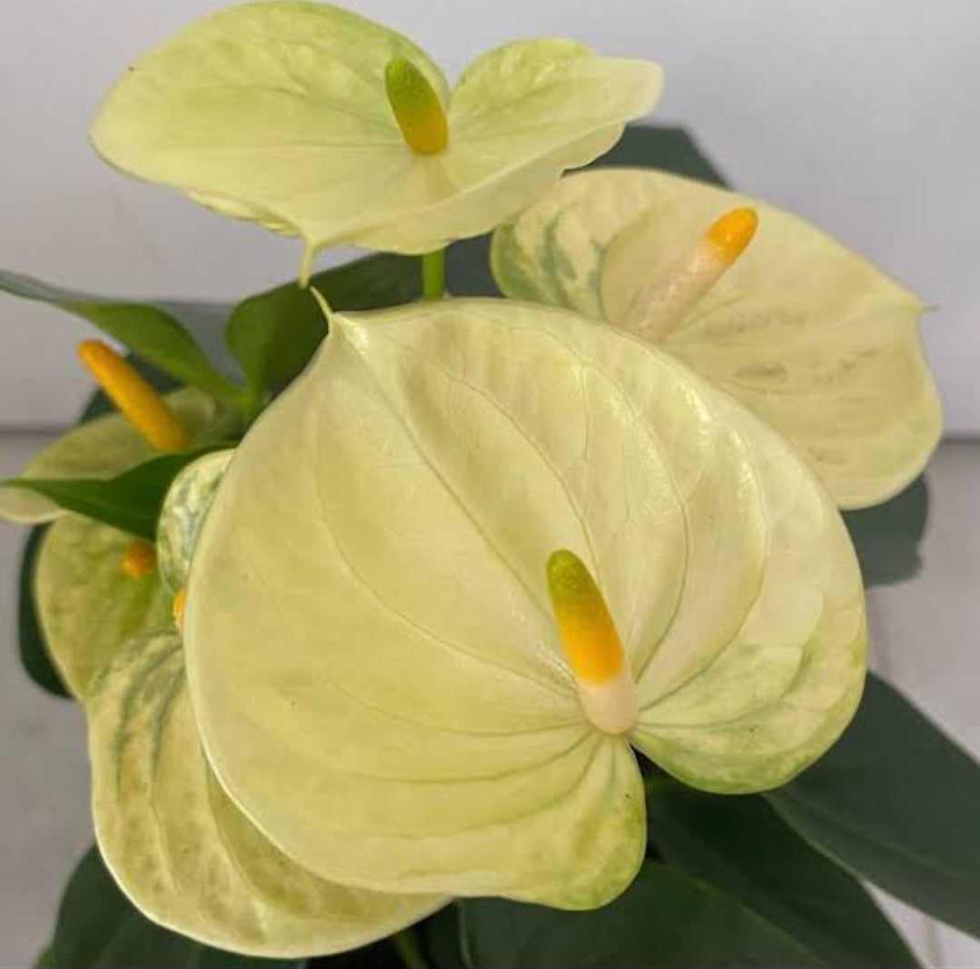anthurium andraeanum yellow leaves Anthurium Yellow /indoor plant for home/low maintenance plant – ASHIYANA STORE