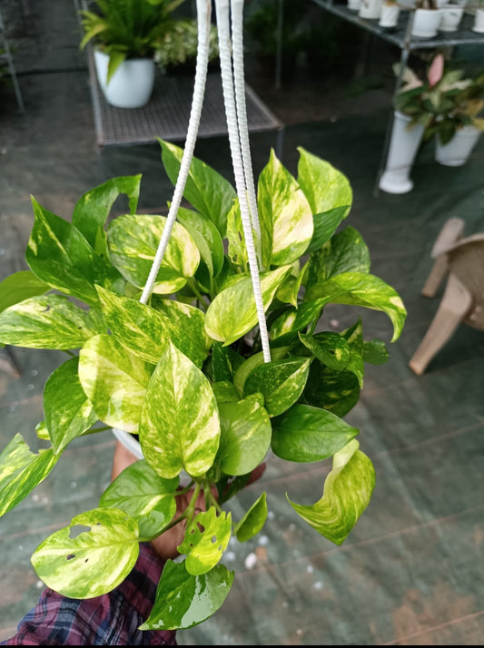 Money Plant (Golden Pothos) – Indoor Air Purifying Creeper | Lucky Plant for Home & Office (Golden photos)
