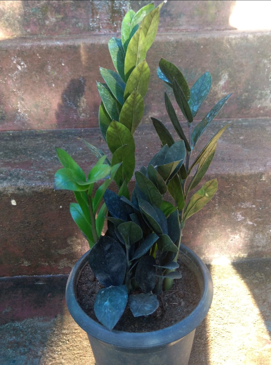 Black zz (7 to 8 stem)