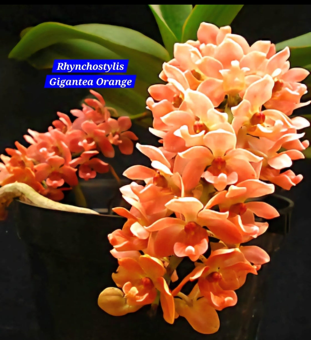 Rhynchostylis exotic (Pack of 6)