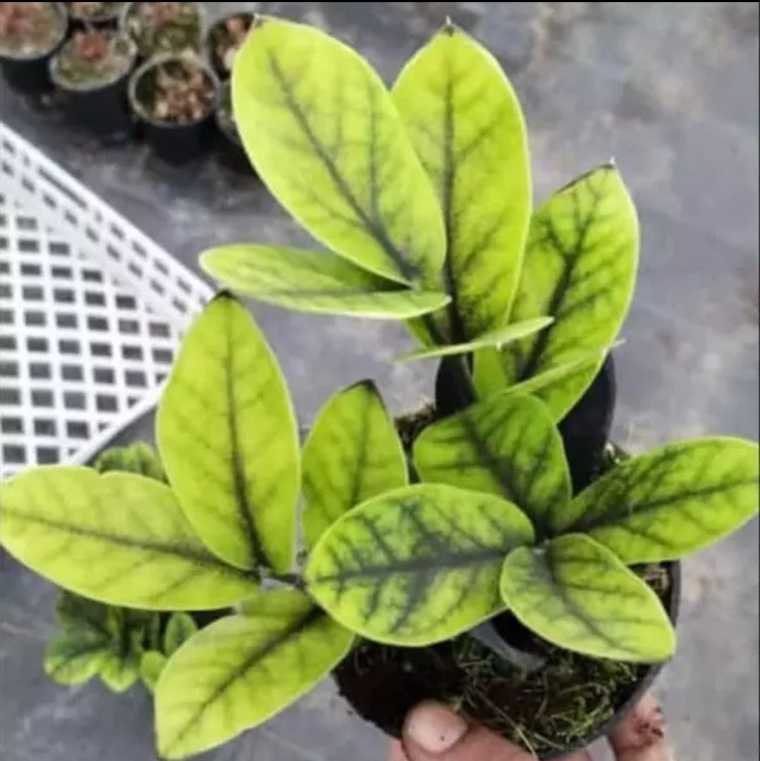 Black ZZ Aurea plant Good