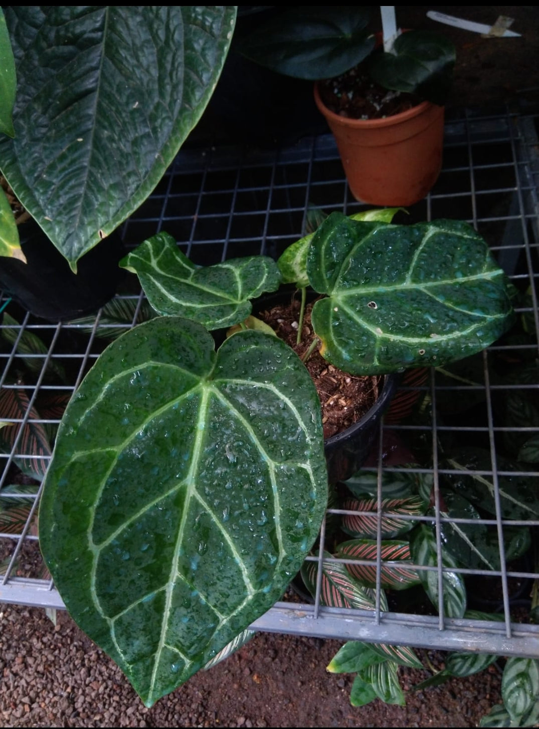 anthurium magnificum x regale Anthurium Crystallinum x Magnificum X Regale Plant (Semishade) – ASHIYANA STORE