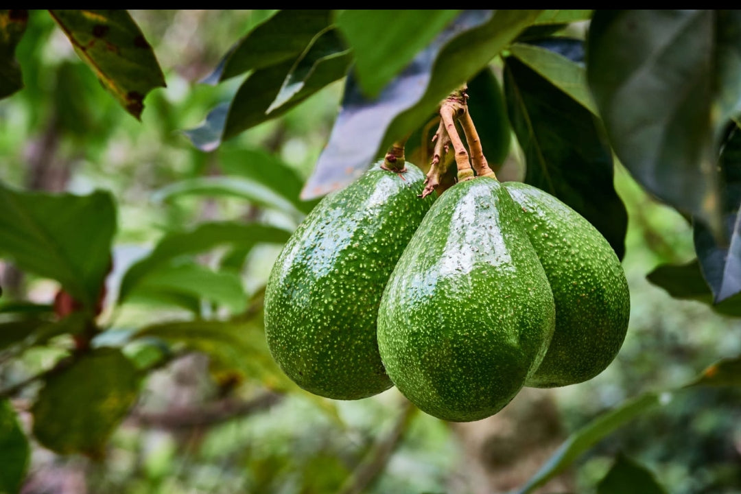 Avacado fruit plant