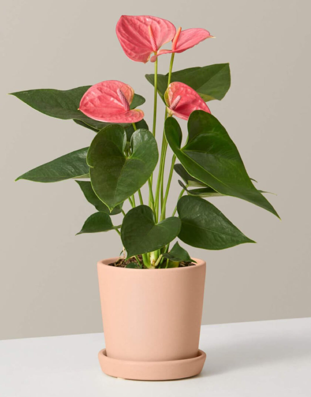 anthurium pink 40cm house plants delivered Anthurium pink/indoor plant for home/low maintenance plant – ASHIYANA STORE