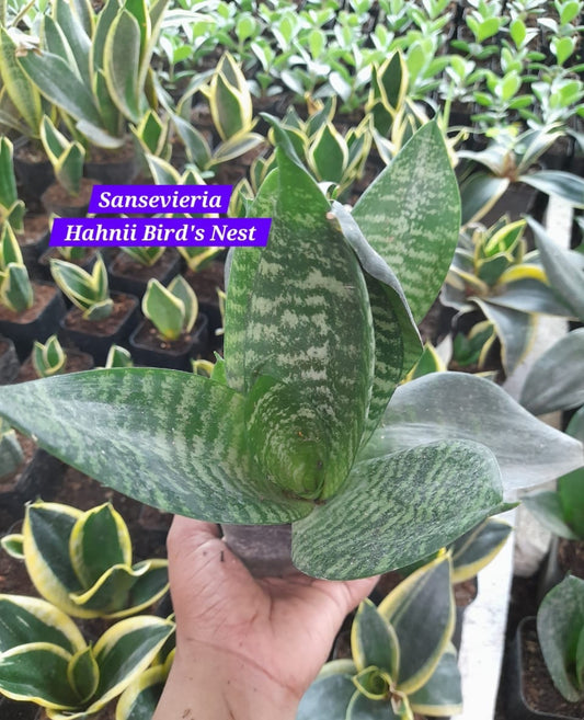 Sansevieria Hahnii Bird's Nest