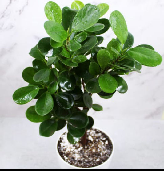 Ficus landscaping plant