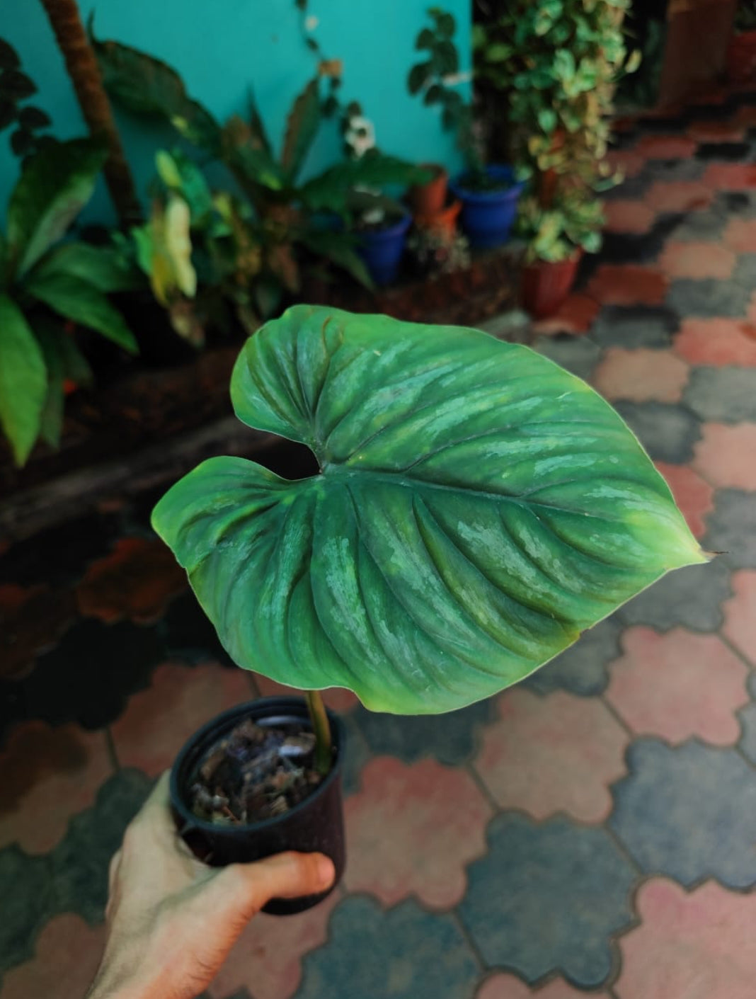 Philodendron Plowmani Plant (Semishade)
