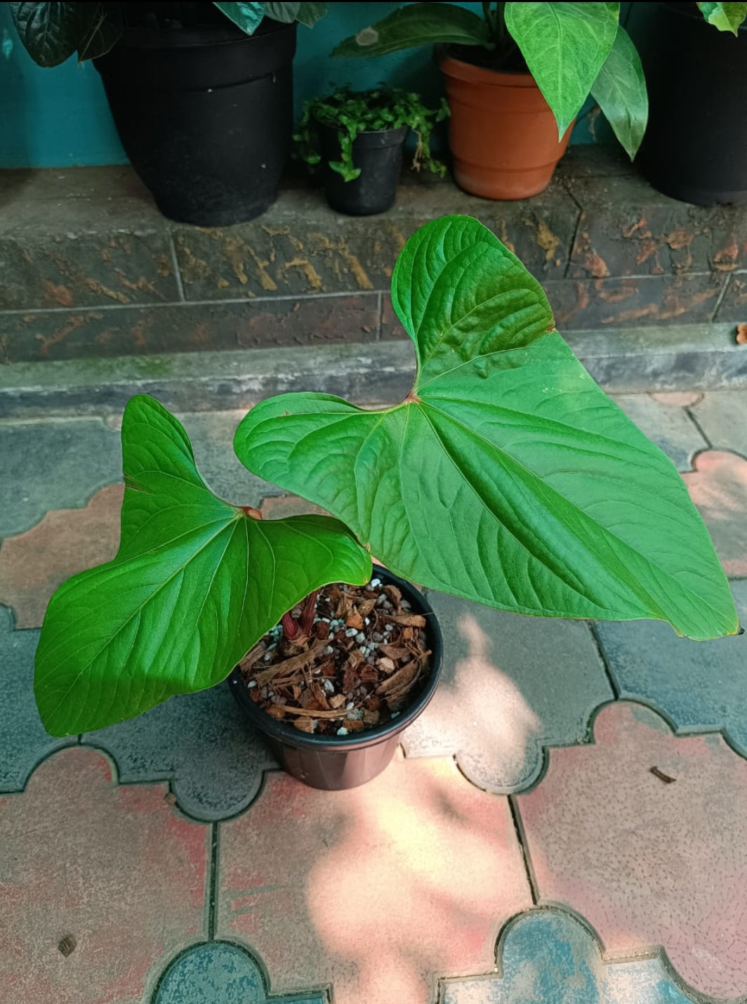 anthurium red sinus Anthurium Sagitatum Red Sinus (Semishade plant) – ASHIYANA STORE