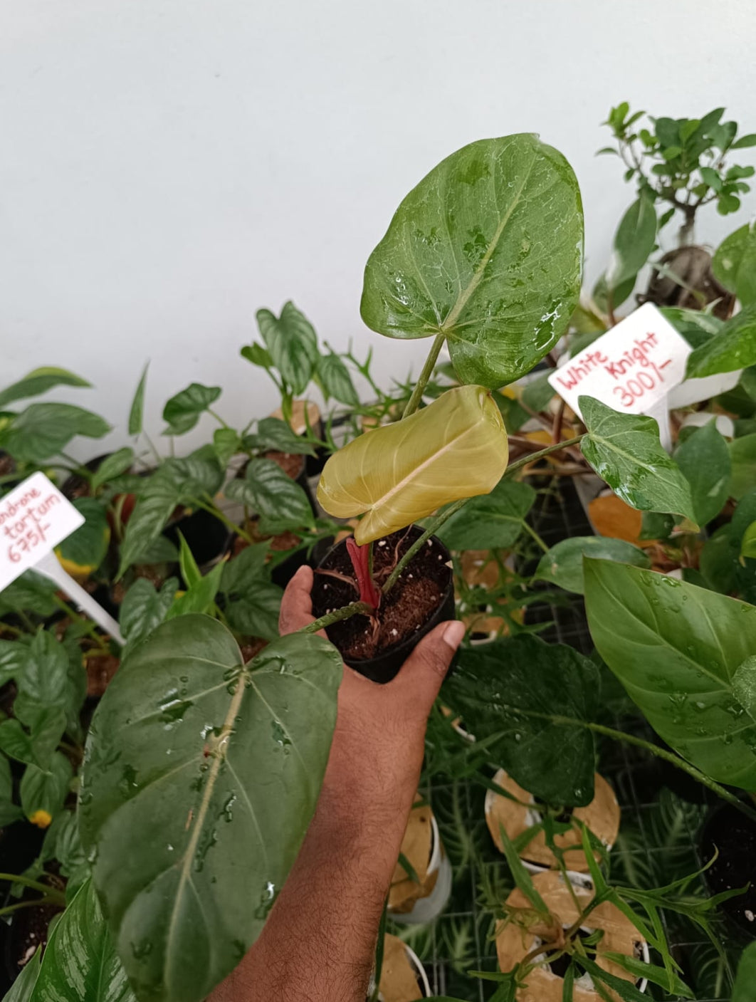 Summer Glory Philodendron plant