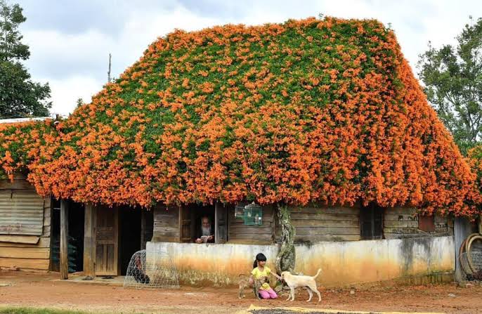 Outdoor plants creeper flowering vine