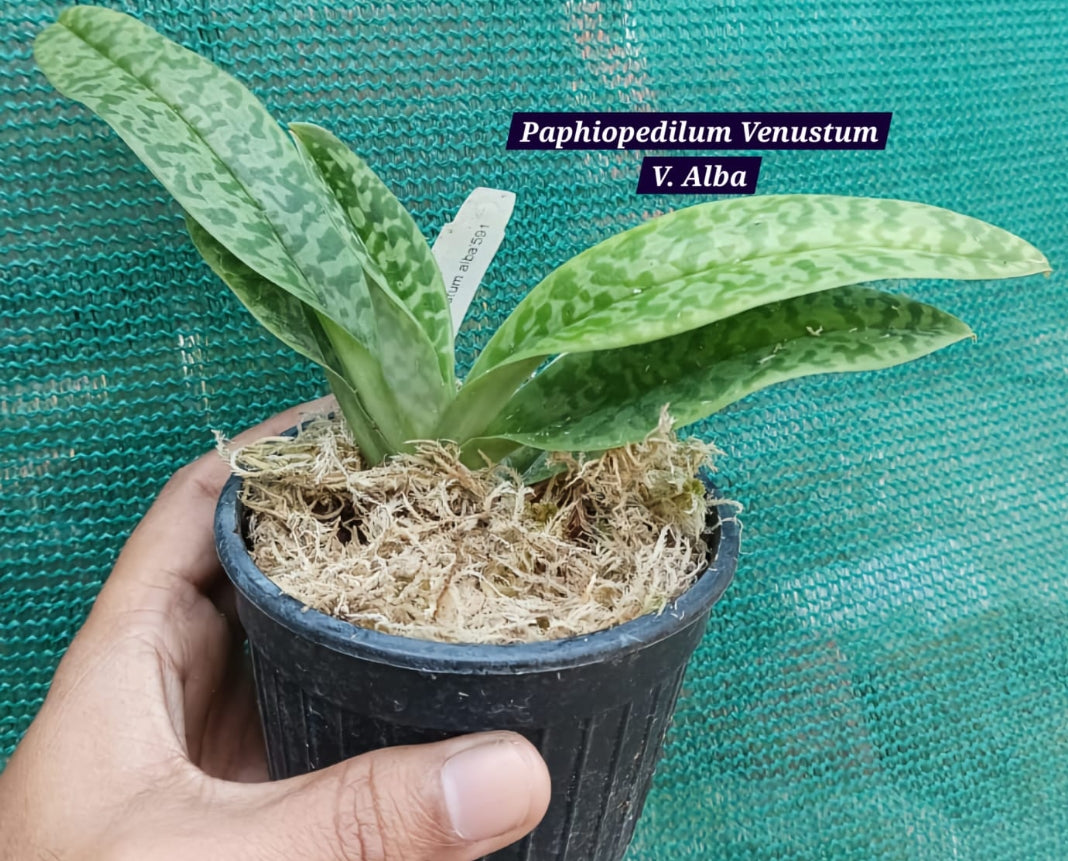 Paphiopedilum Venustum V. Alba Blooming size