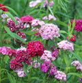 Dianthus sweet willi mix winter Flower seeds