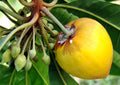 Egg fruit plant