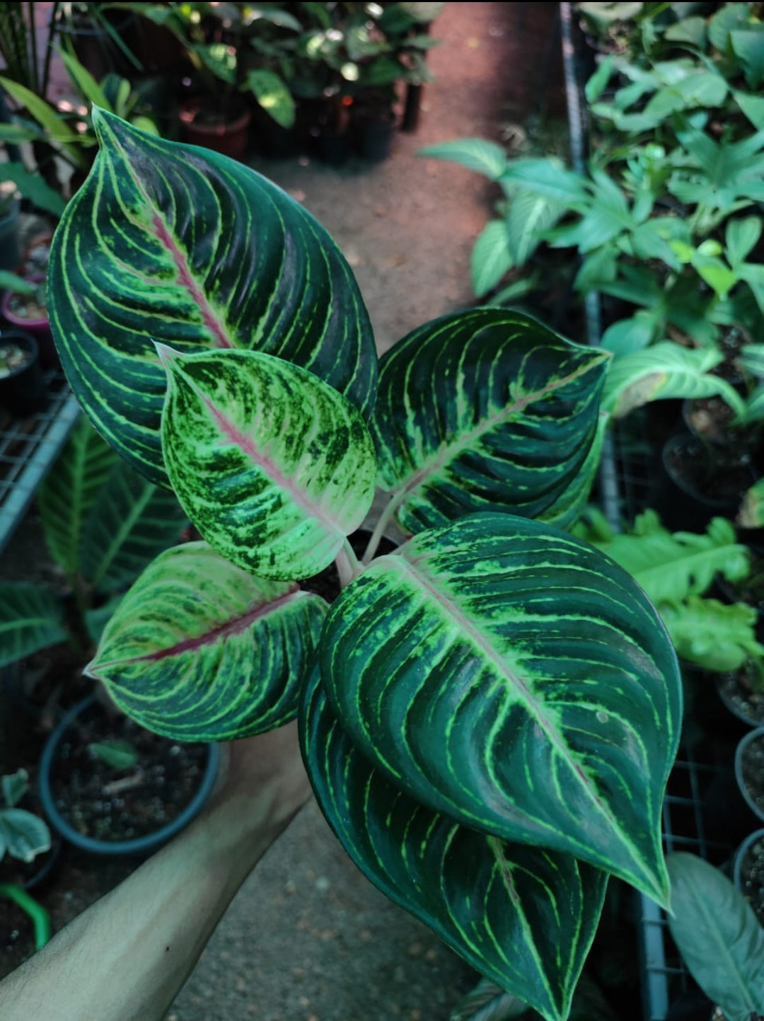 aglaonema siam diamond Aglonima Siam Diamond plant (Semishade) – ASHIYANA STORE