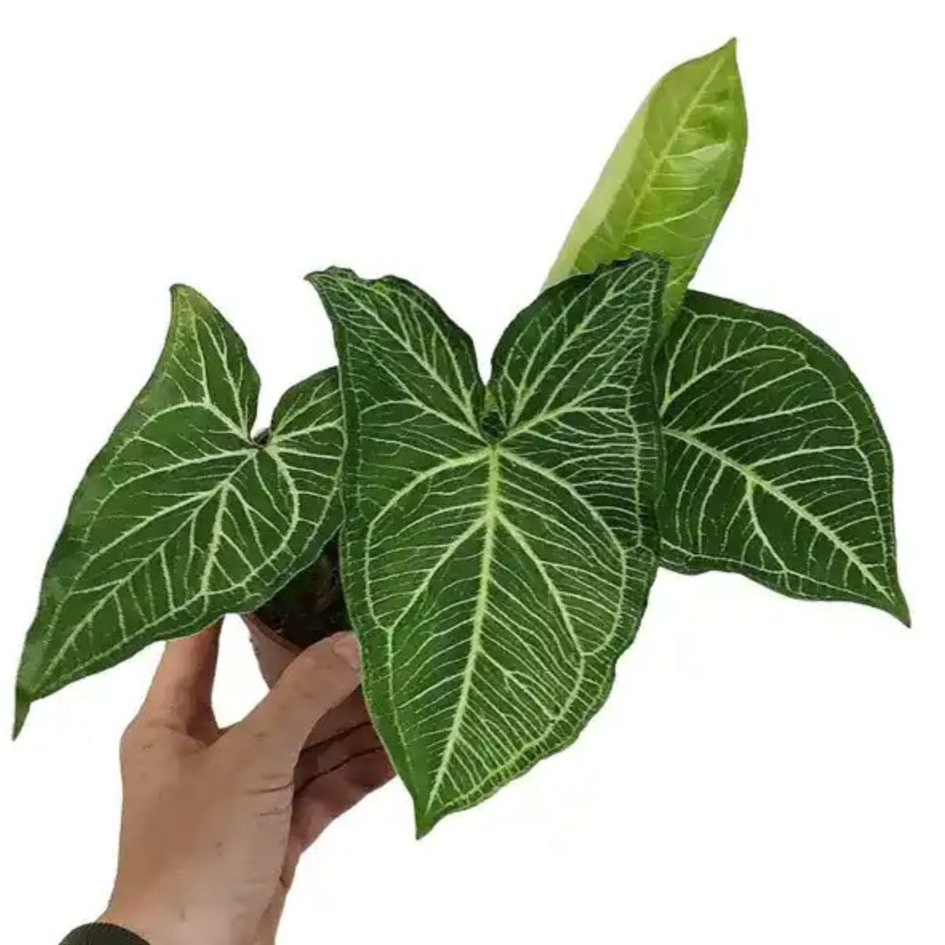 Syngonium Albolineatum plant Good