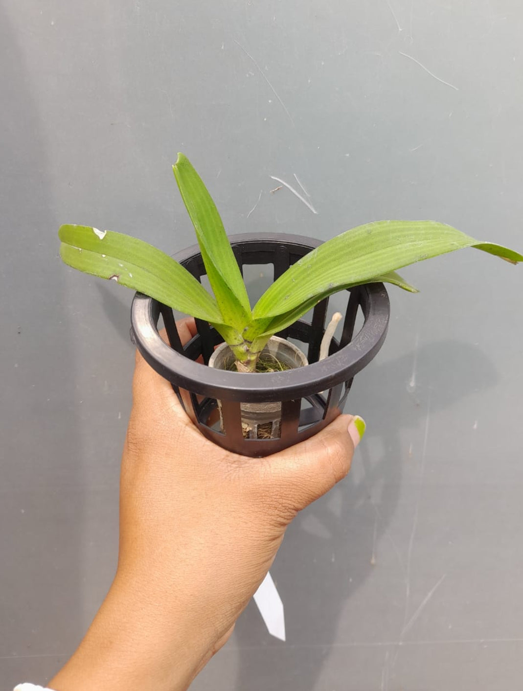 Rhynchostylis White pink Fragrance Orchid 4