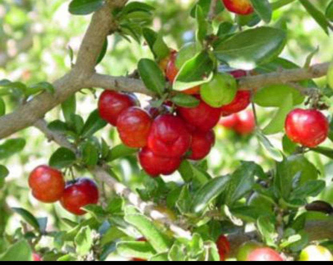 Barbados cherry fruit plant