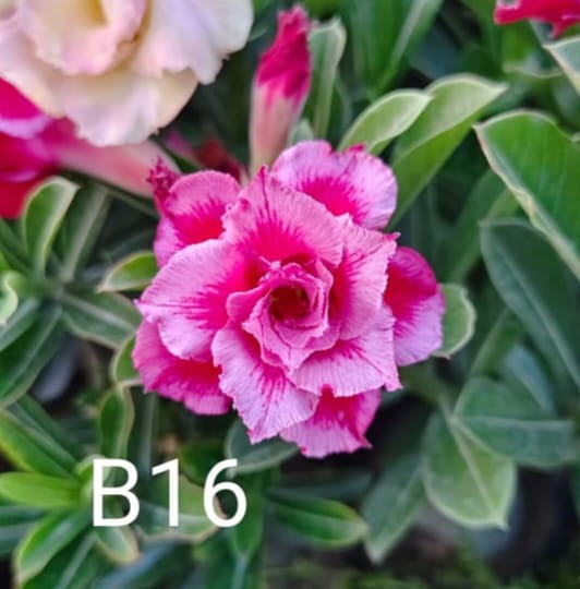 Adenium plant (desert rose) light pink and dark pink stripe colour flower