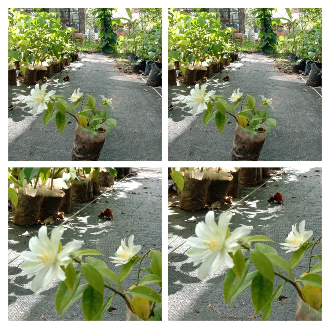 Lemon Vine Plant | Citrus Flowering Climber for Balcony & Trellis