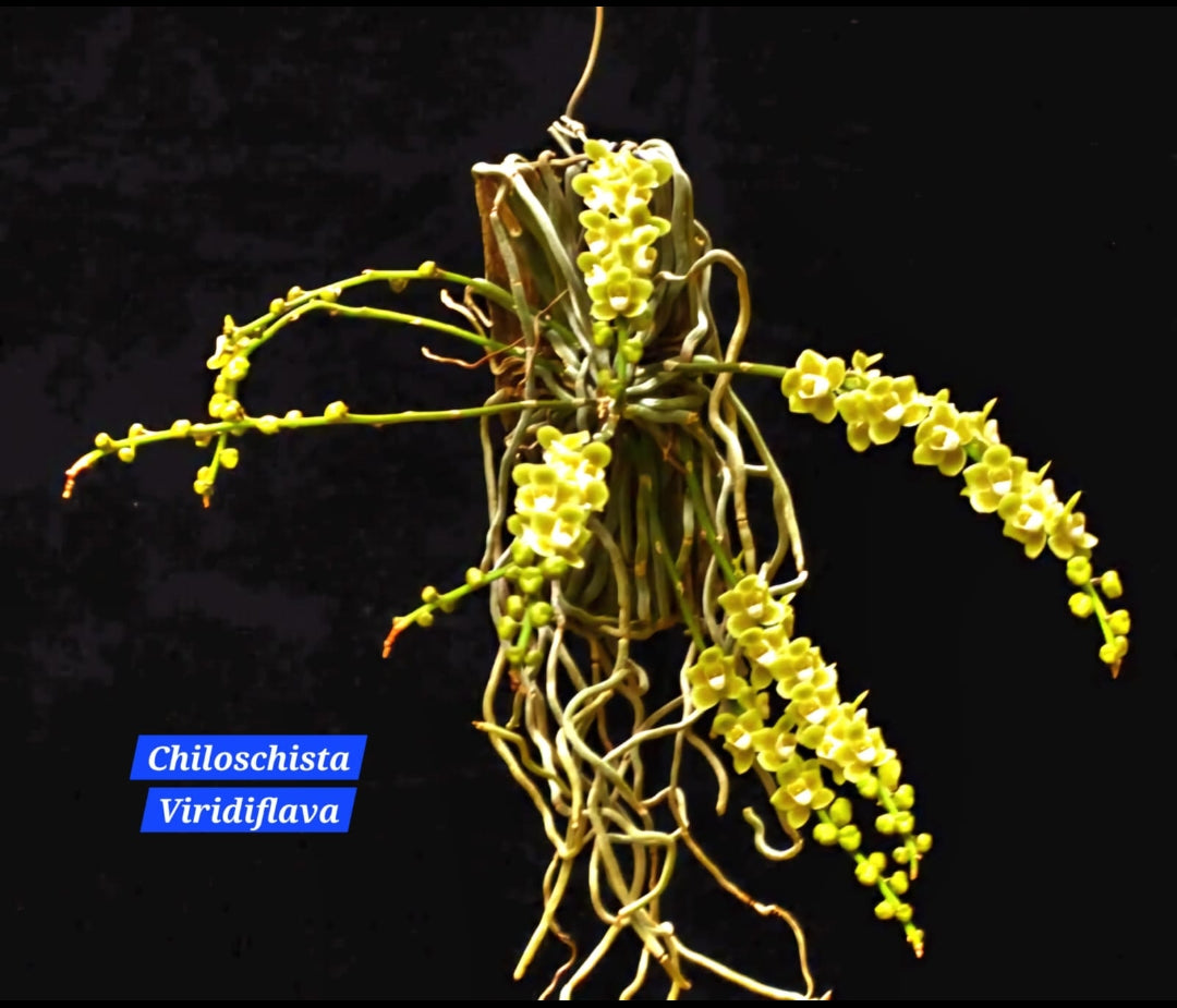 Chiloschista Viridiflora