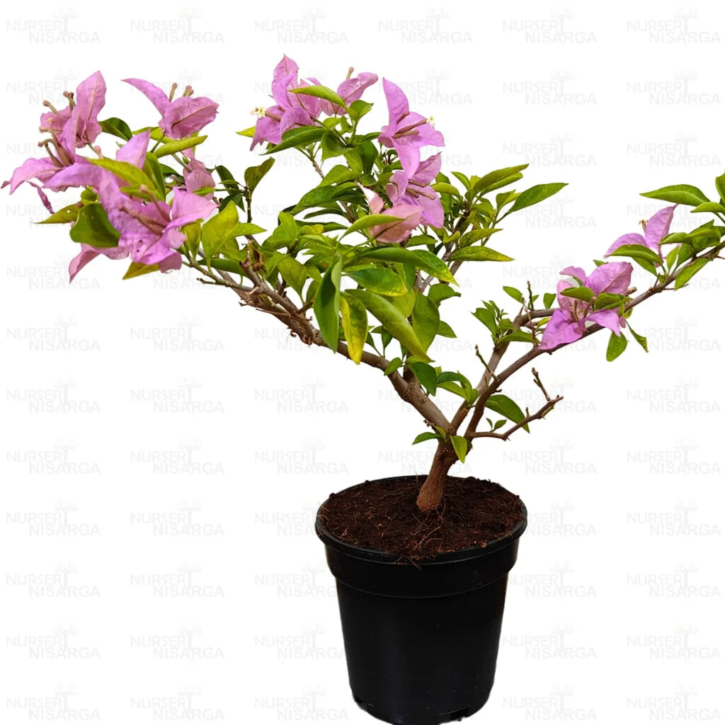 Bougainvillea “Lavender” – Plant