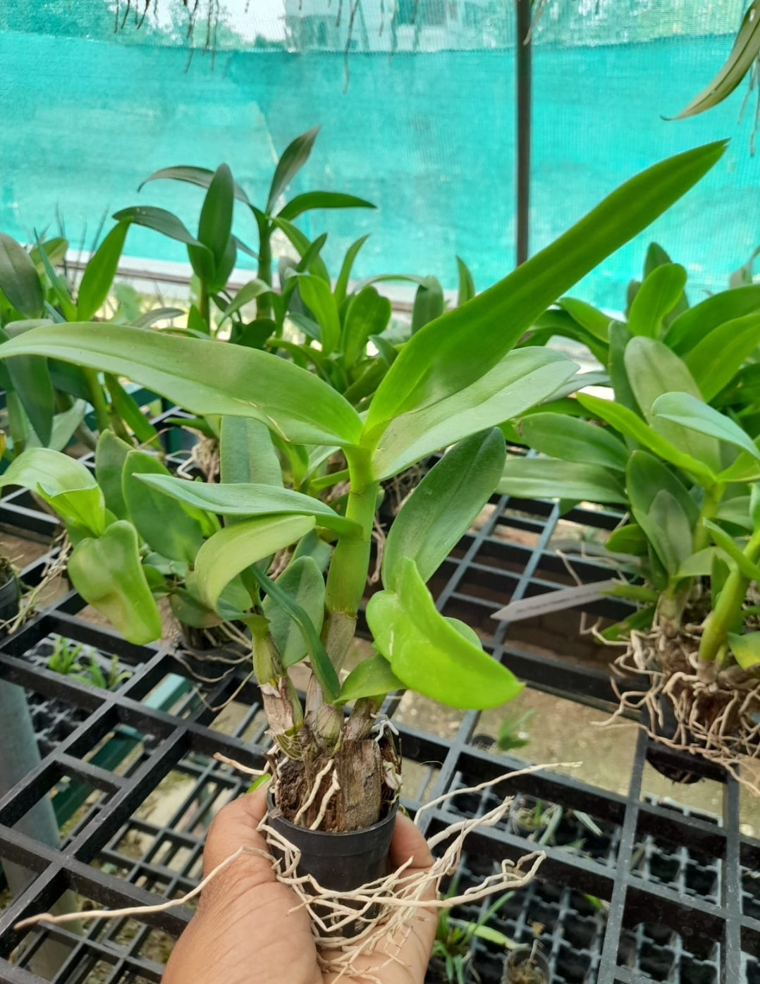 Dendrobium 10 Blue Angel