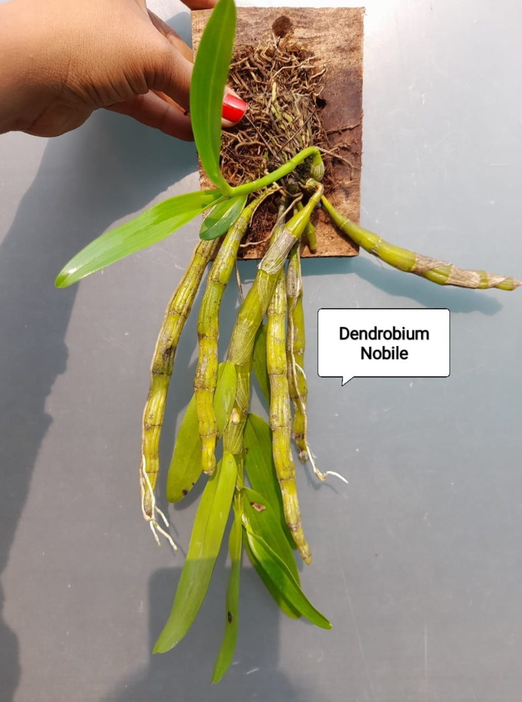 Dendrobium Nobile